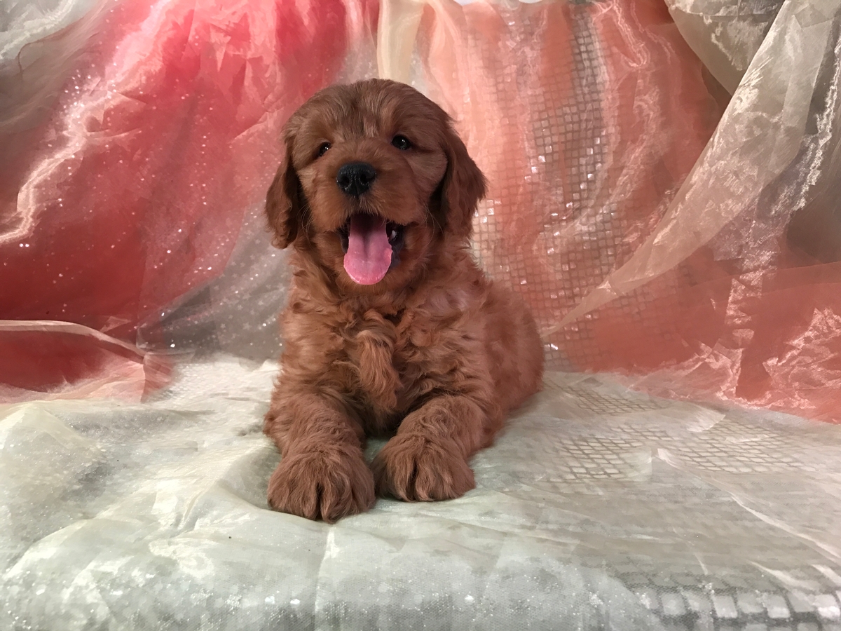 Male Goldendoodle, Iowa Breeders, Ready Now!